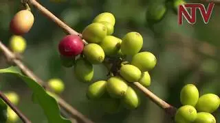 ON THE FARM: Cocoa farming threatening food security in Bundibugyo