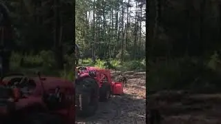 Bigfoot Spotted in the Food Plot!