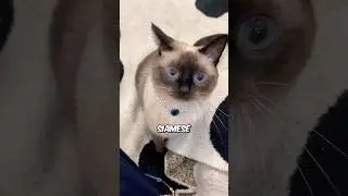 Почему сиамские кошки &mdash; лучшие! 😻