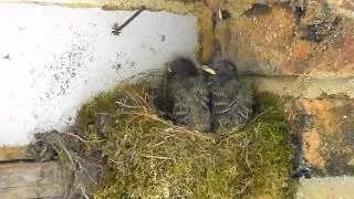 Baby Flycatchers