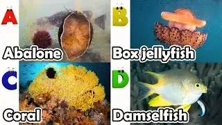 Alphabet Song with ocean Animals | ABC Learning Video for Preschool Kids | Koko Study Class