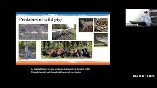 Invasive Wild Pigs in Florida: The what, why, and how - Dr. Hance Ellington