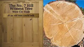 The No  7 Hill Witness Tree, West Cle Elum, If an old tree could talk REV 2 0