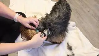 oneisall Dog Shaver Clippers Low Noise Rechargeable Cordless Electric Quiet Hair Clippers Set