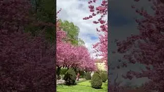 Blossoms of Klagenfurt&rsquo;s spring, a memory that never fades. #austria #travel  #travelvlog #nature