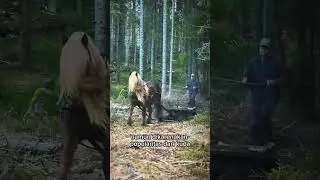 Kuda Dole Norwegia #horse #animals #amazing