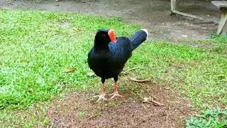 Paujil