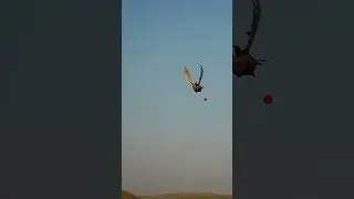 Ringneck pheasant on the ShotKam! #pheasanthunting #shotsvideo #shortvideo #hunting #shorts #short