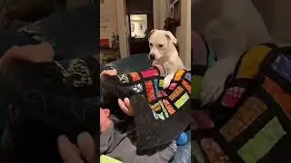 Owner vs Dog &ndash; Funniest Play Fight Ever 😂 #funnydogs #funnypets #dogshorts