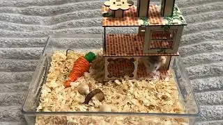 New for Sony 🐹 Hamster