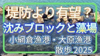 小網倉漁港・大原漁港散歩 2025年1・2月