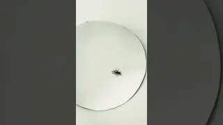 Furious Black Field Cricket | Teleogryllus Commodus | #shorts
