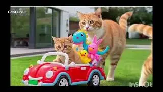 Cute cat funny moment #cutecats#funnycats