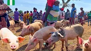 Pig Market in Plateau 🇳🇬West Africa