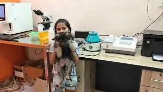 Dog blood test lab || Pet blood test
