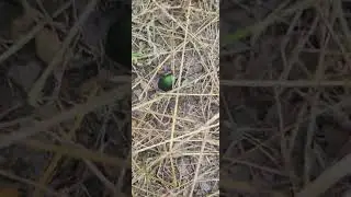 RCRP_beetle_20230613 133459