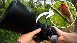 POV Nature Photography | Birds & Wildlife | Canon EOS R7
