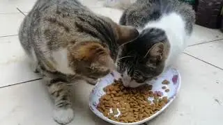 ❤️&zwj;🔥🙏 #sweetestkittens #cat #babykids #kitten #cute #animals #chat #funny #pets #cutecat #straycat 