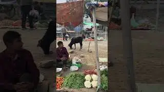 #marketing #sabji_mandi_bhav_today #market #sabjibazar #kushaankrit #sabjirecipe #youtubeindia