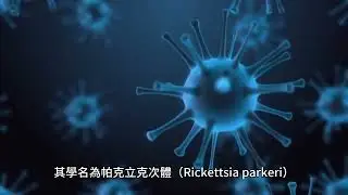 Amblyomma maculatum：海灣蜱及其宿主