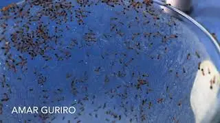 Ants crawling