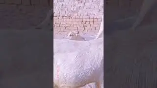 NEW DOG VERY ANGRY | PAK ANIMALS