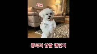 #말티푸#앙탈챌린지# 쫑아리
