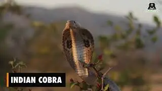 Facts About The Indian Cobra