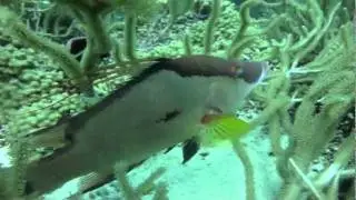 Hogfish feeding at Speyside In tobago WI