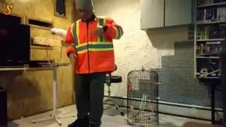 Angry kaketoe