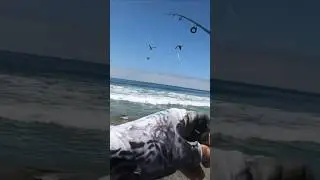I ACCIDENTALLY HOOKED A BIRD 😥 #fishingvideos #surffishing #halibutfishing #surfperch #fishing