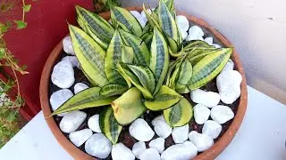 Como cultivar SANSEVIERIAS VARIEGATA