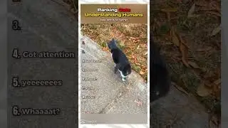 Ranking cats understanding humans😂😂😂