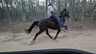 Single Footing Horse