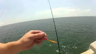 Spanish Mackerel Fishing at the Sunshine Skyway Fishing Pier