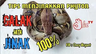 TIPS MENJINAKKAN BABY RETIC MASIH GALAK UNTUK PEMULA