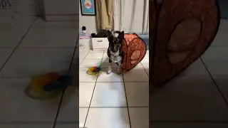 Silly Dog Gets  Stuck in Pop-Up Tent