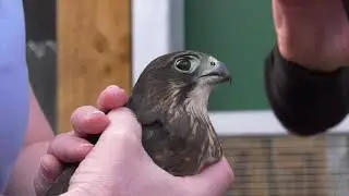 Kārearea (New Zealand Falcon) release | Massey University