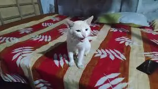 my cat angry at me | How Long Do Cats Stay Angry | @souravjvlogs @MSKvlogs