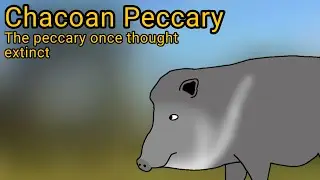 Chacoan Peccary. The peccary once thought extinct.