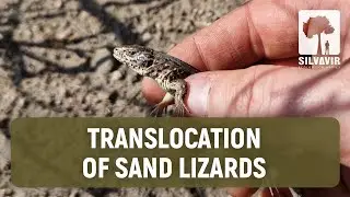 Translocation of Sand lizards