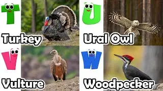 Flying Birds ABC Phonics Song for Kids | Flying Birds Letter of the Alphabet | Koko Study Class