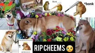 Death of viral meme dog / Cheems Balltze