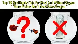 Top 10 Best Hardy Fish For Bowl And Without Oxygen | These Fishes Don't Need Extra Oxygen In Bowl