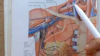 Breast - Lymph Nodes & Lymphatic Drainage