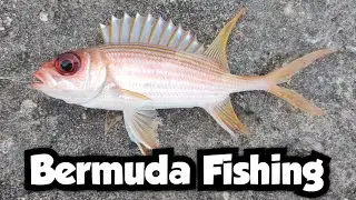Cliff Fishing for New Species in Bermuda | Bermuda Fishing 🇧🇲