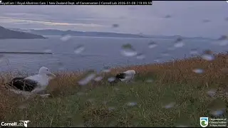 Northern Royal Albatross 08 01 2025  4  ~  BOK & guest