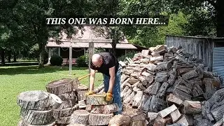 Wood Bullet axe in Southeastern hardwood