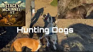 Cleaning up a few pigs / Pig Hunting with dogs/
