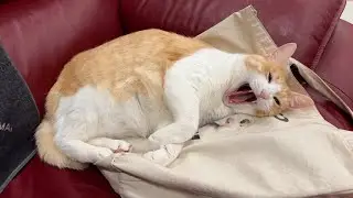 自分のグッズを踏み潰してご満悦なロビン
